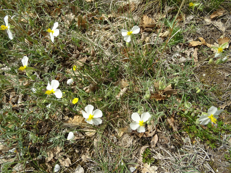 Helianthemum apenninum (L.) Mill. (Cistaceae)